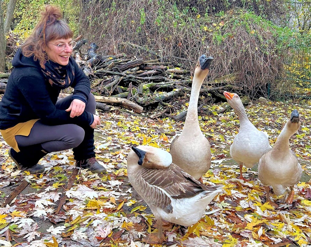 Nach KükenDrama und plötzlichem Tod Die verstoßenen Gänse von
