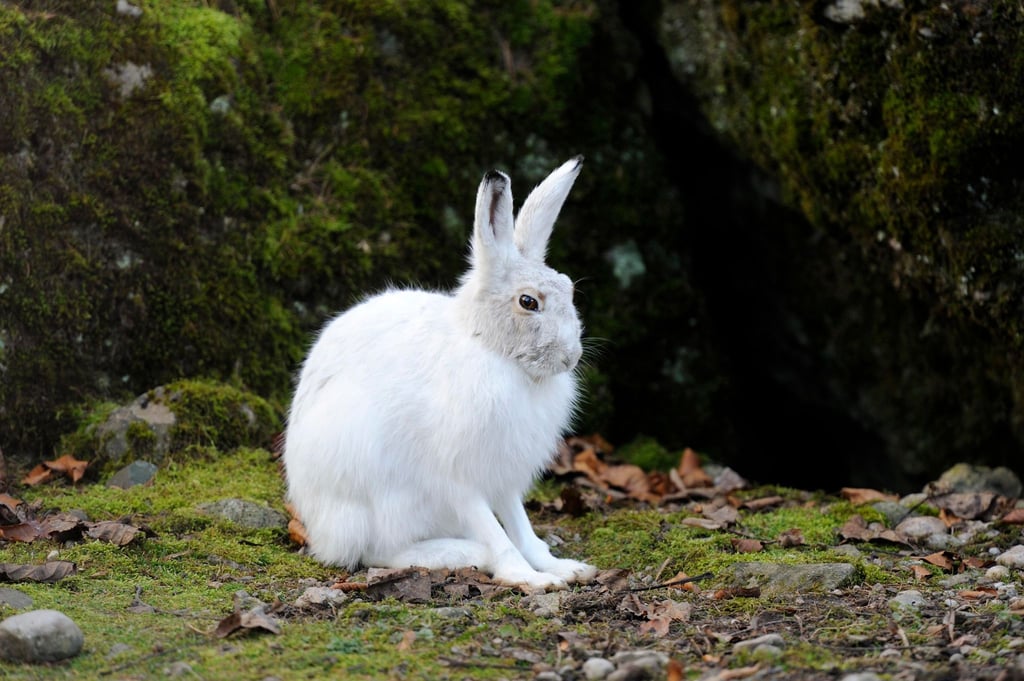 Alpenschneehasen tragen im Winter weiße, luftgefüllt Haare und eine feine Unterwolle (Handout).