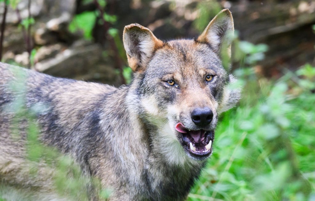 Die Debatte um die Jagd auf Wölfe wird emotional geführt. (Archivbild)