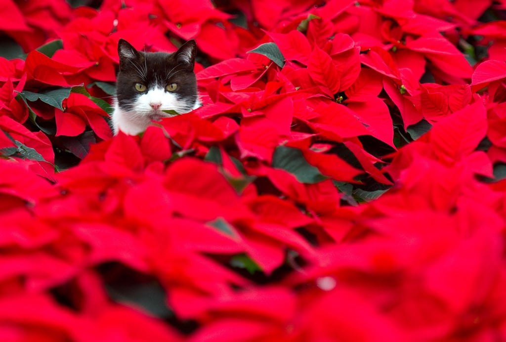 Der Weihnachtsstern ist für Hunde, Katzen und Vögel giftig. Der milchige Pflanzensaft kann bei Tieren Erbrechen, Zittern und sogar Muskelkrämpfe auslösen.