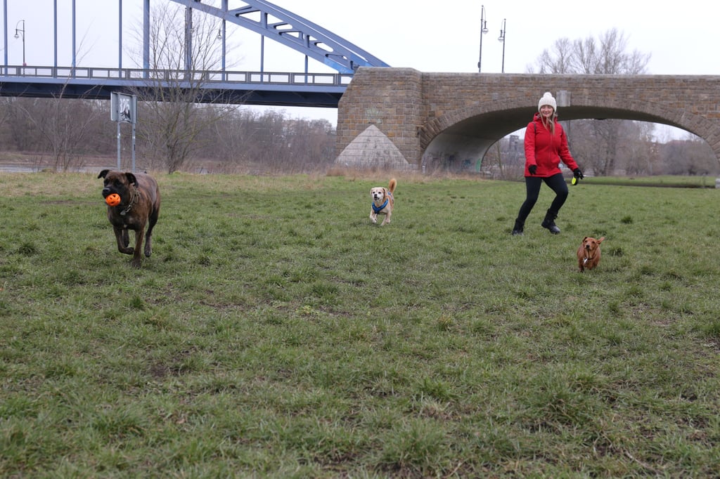 Die Hundewiese im Stadtpark Rotehorn südlich der Sternbrücke ist bei Hundehaltern beliebt.