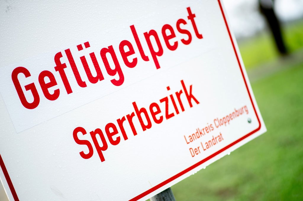 Mehrere Tausend Puten mussten nach einem Ausbruch der Geflügelpest getötet werden. (Archivfoto)