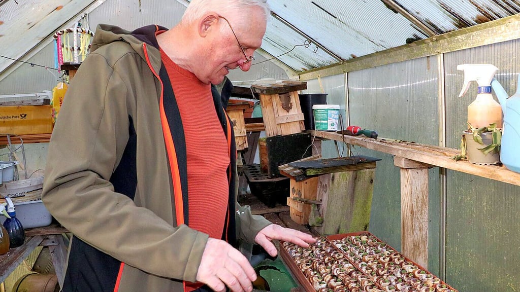 In seinem kleinen Gewächshaus hat Detlef Schulze in Schneckenhäuser Hauswurz gepflanzt. Diese kleinen Aufmerksamkeiten wird er ebenfalls an Gäste überreichen, etwa beim Tag des offenen Gartens.