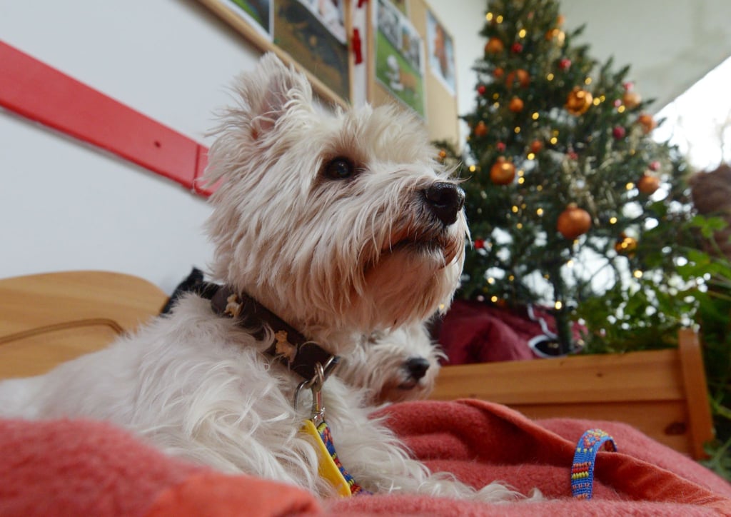 Das Tierheim Berlin feiert wieder ein Weihnachtsfest der Tiere. Besucher können Geschenke für die Tiere mitbringen.