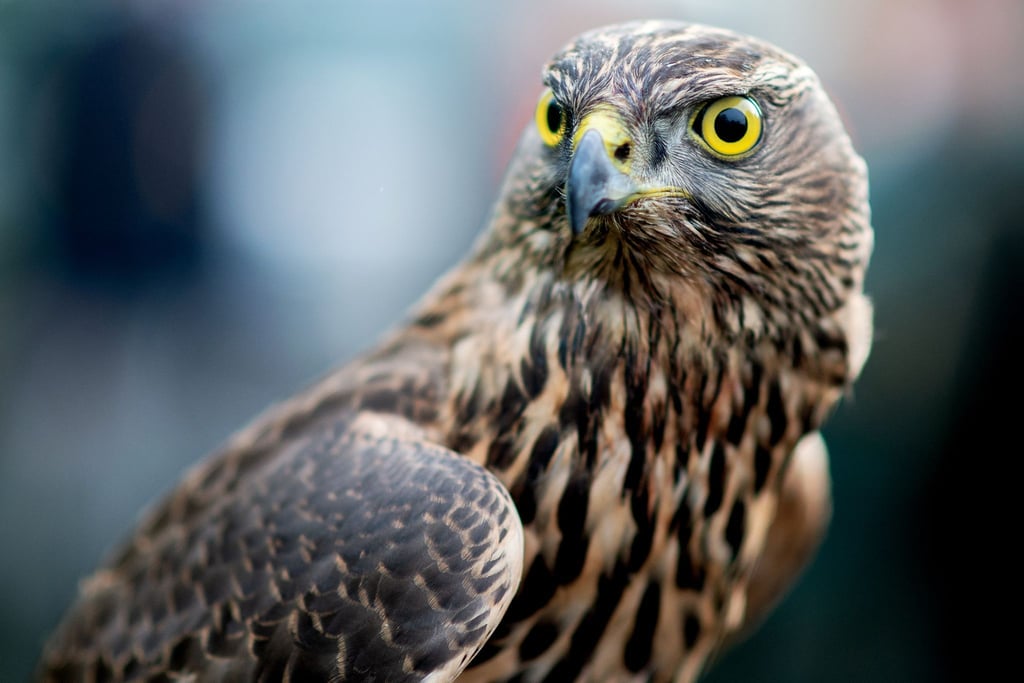 Seltener Wildunfall: Greifvogel endet an Fahrzeug-Außenspiegel (Archiv)