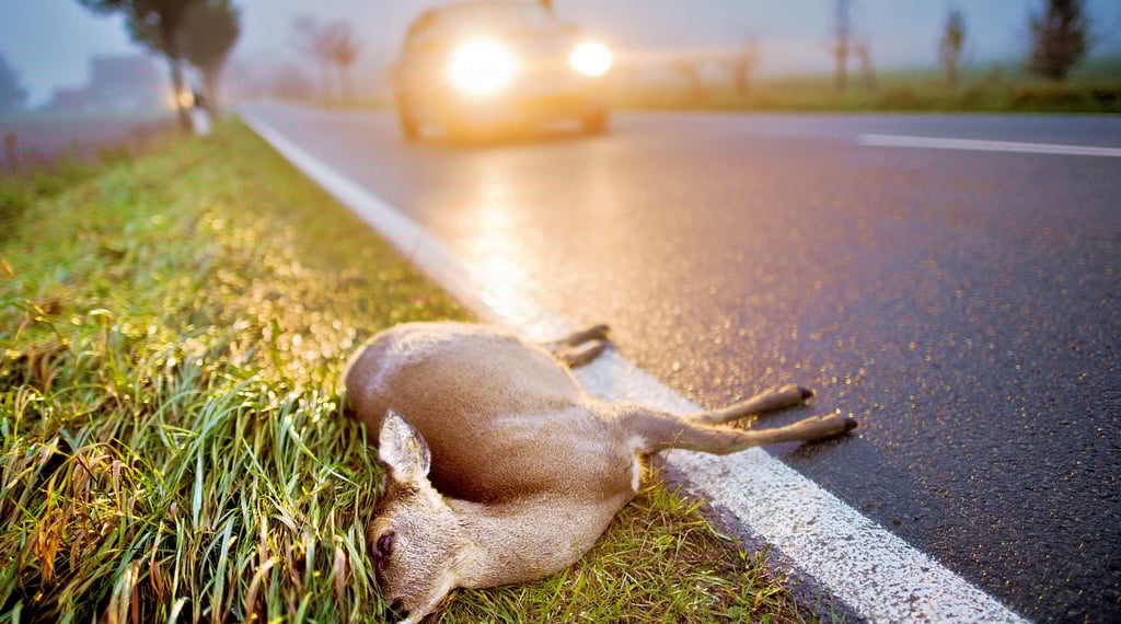 Gerade Pendler, die am Morgen unterwegs sind, müssen sich vermehrt auf Wildwechsel einstellen.