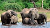 Elefanten trinken Wasser im Chobe-Nationalpark. (Archivbild)