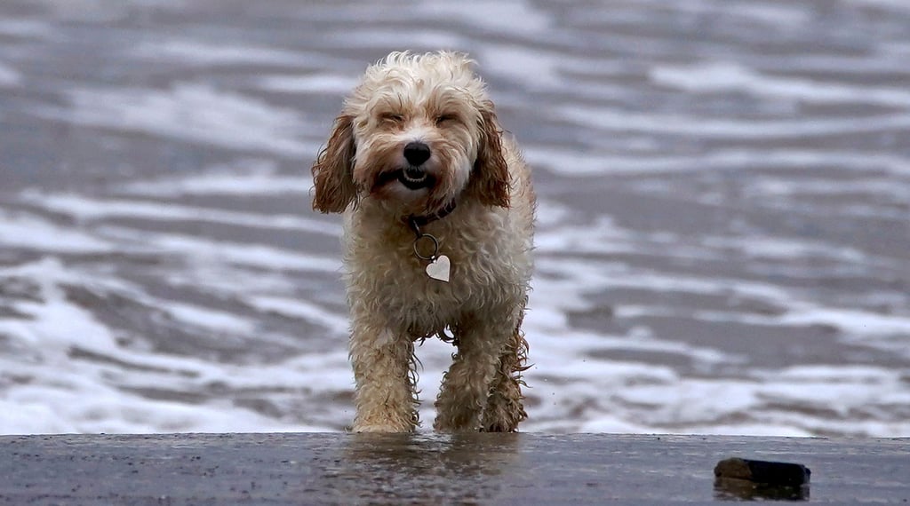 An der Nordsee gibt es bereits spezielle Bereiche für Hunde. So etwas soll auch am Arendsee entstehen.