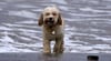 An der Nordsee gibt es bereits spezielle Bereiche für Hunde. So etwas soll auch am Arendsee entstehen. 