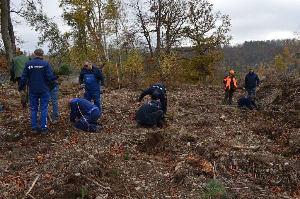 Helfer forsten bei einer Pflanzaktion nahe der Rappbodetalsperre im Harz den Wald auf.