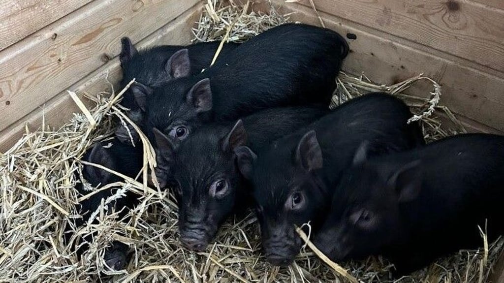 Niedlich anzuhen, die Mini-Schweine wurden von ihtrem Besitzer trotzdem ausgesetzt.