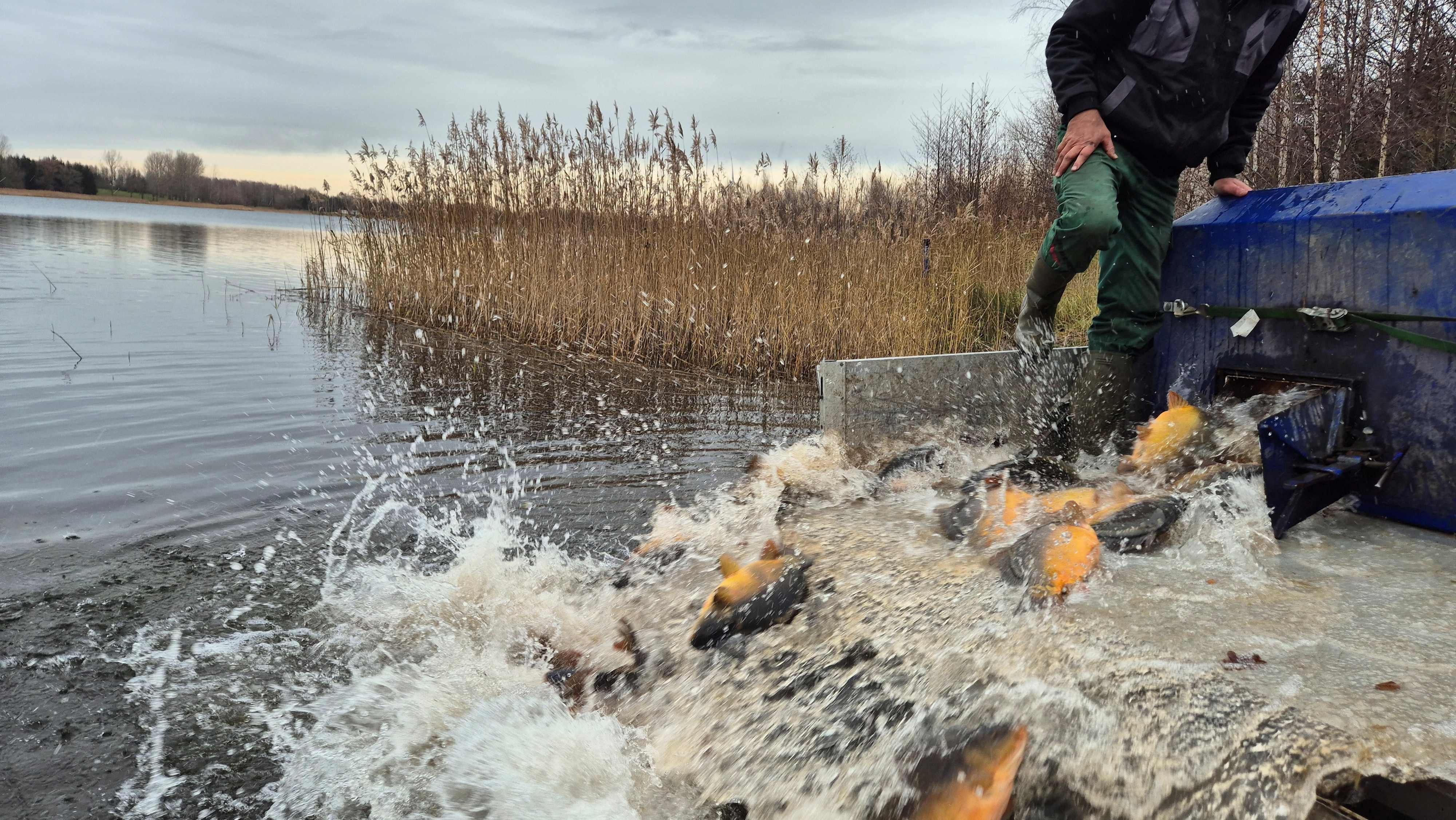 Neue Fische für den Mondsee: Warum Angler Karpfen in den Mondsee setzen