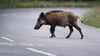 Eine Wildschweinrotte auf der Straße hat bei Braunschweig einen Unfall verursacht, der für elf Tiere tödlich endete. (Symbolbild)