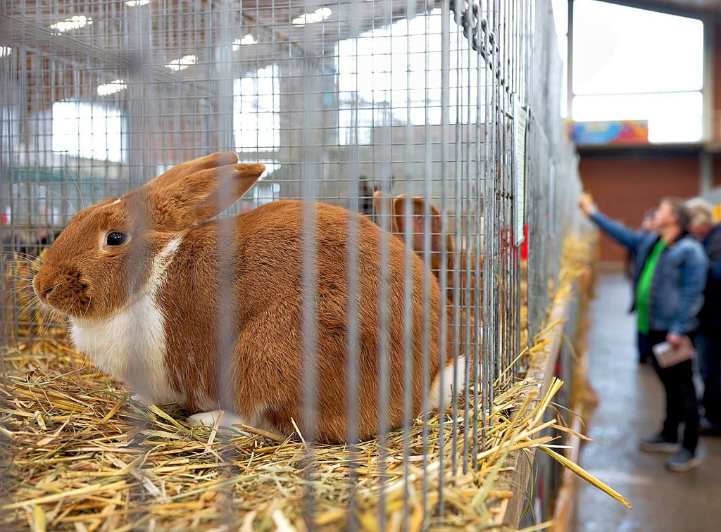 Der neue Kaninchenzuchtverein in Magdeburg will auch Ausstellungen  veranstalten.