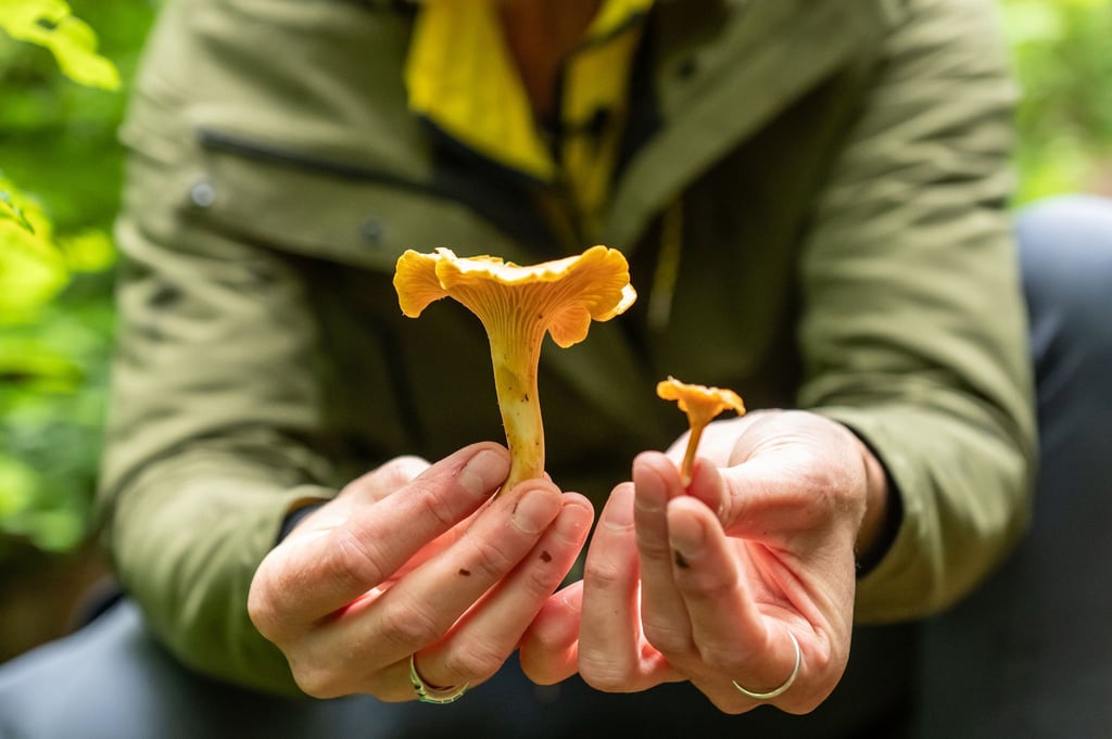 Der Pfifferling ist ein beliebter Speisepilz - sieht aber dem giftigen Orangefuchsigen Raukopf sehr ähnlich. (Archivfoto)