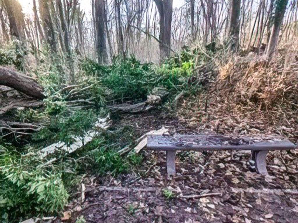 Ein Baum krachte direkt auf den Weg am Kurpark.