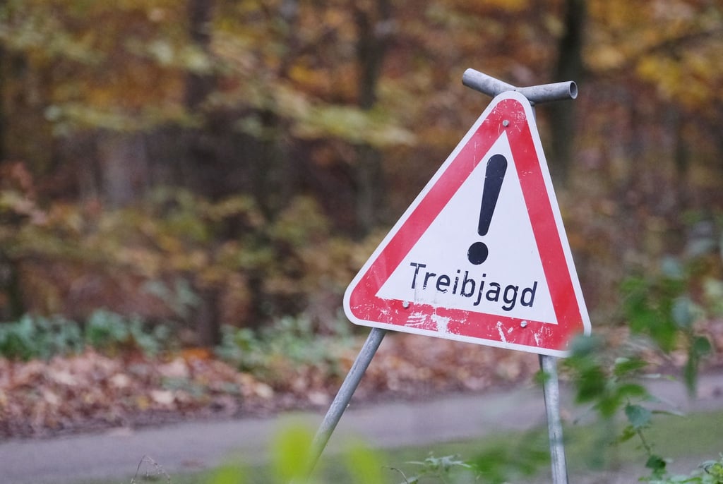 Eine unbeteiligte Frau wird bei einer Treibjagd angeschossen. (Symbolbild)