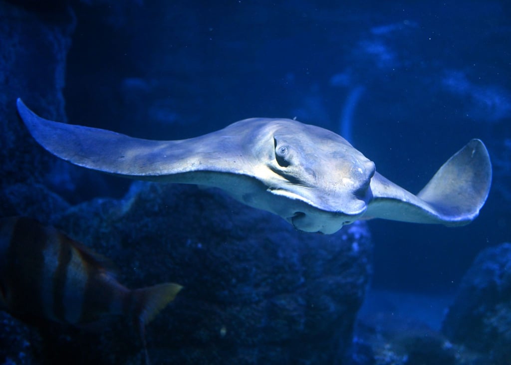Das Sea Life Aquarium hat etwa 30 Wasserbecken, in denen zuletzt rund 3.000 Tiere lebten. (Archivbild)