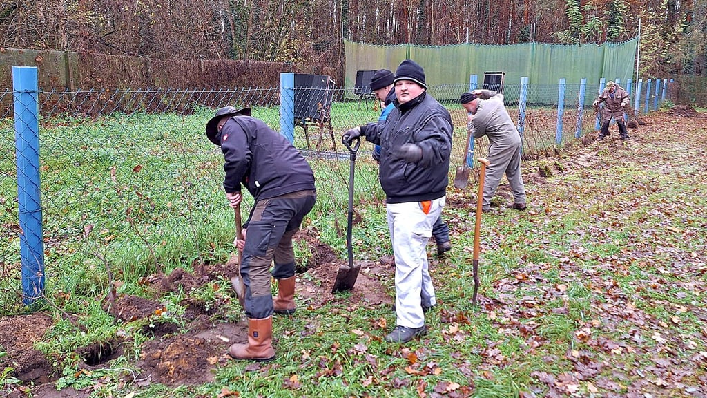 Der Letzlinger Schützenverein hat eine Hainbuchenhecke gepflanzt und kann somit im nächsten Jahr „im Grünen Platz " nehmen. 