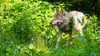 Für 2023 und 2024 standen zum Schutz vor Wolfsangriffen jeweils bis zu 7,5 Millionen Euro Fördermittel des Landes zur Verfügung. (Archivbild)