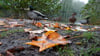 Die Deutsche Wildtier Stiftung warnt eindringlich davor, Enten mit Brot zu füttern. (Archivbild)