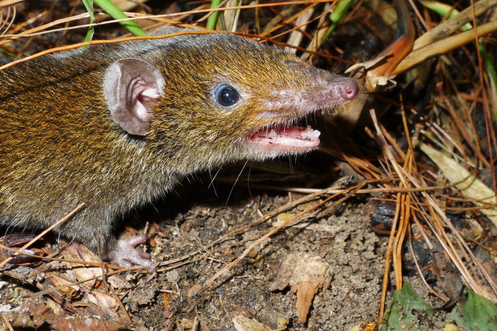 Der Kleine Rattenigel hat weiches Fell und scharfe Reißzähne.