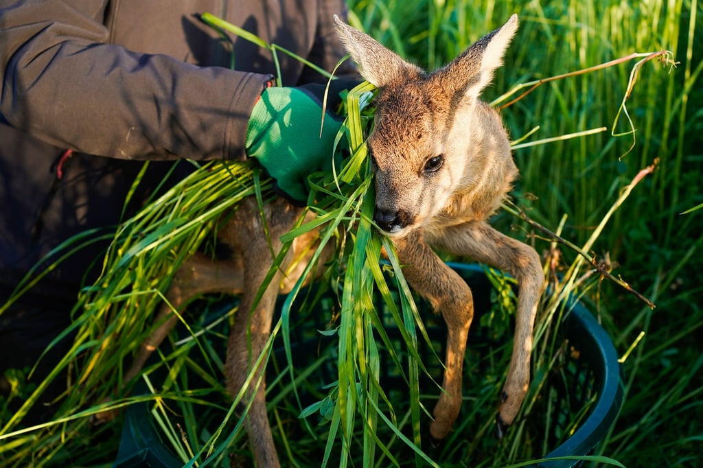 Vor der Ernte können Felder mit Drohnen abgeflogen werden, um sicherzugehen, dass dort keine Rehkitze versteckt sind.(Archivbild)