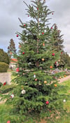 Der geschmückte Weihnachtsbaum auf dem Biederitzer Friedhof soll sich zu einer Tradition entwickeln.