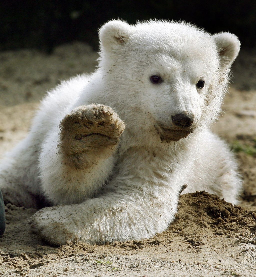 Eisbär Knut löste einen Hype aus (Archivbild).