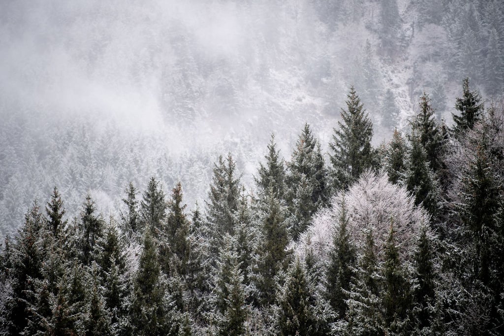 Viele Menschen wollen einen Weihnachtsbaum im Wald selbst schlagen. (Illustration)