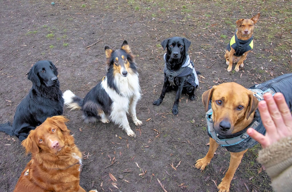Im „Hundegarten“ von Hundetrainerin Anne Naumann lernen die Vierbeiner auch Sozialkompetenz.