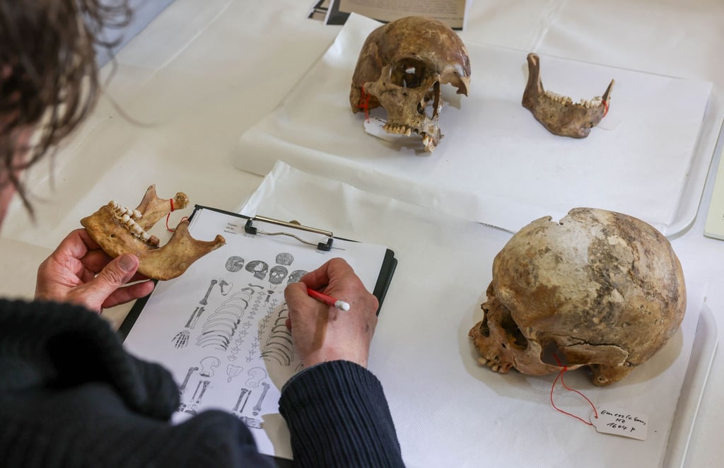 Die Schädel der Fürstengräber von Emersleben werden für weitere Untersuchungen wie DNA-Untersuchungen und Isotopen-Analyse vorbereitet.