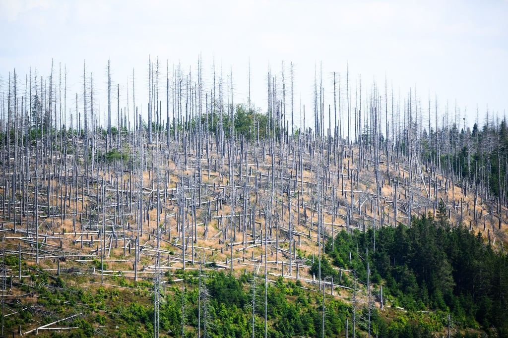 Schädlinge wie der Borkenkäfer, Trockenheit und Klimawandel setzen dem deutschen Wald schwer zu. (Archivbild)