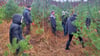 Mibe-Auszubildende packten im Landeswald bei Schwemsal an. 