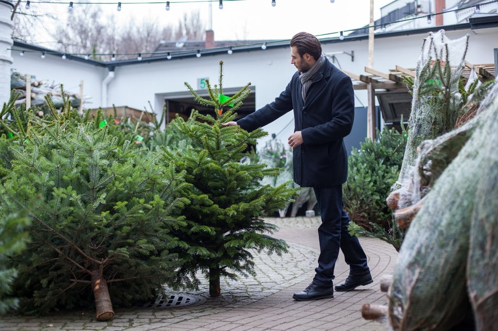 Wichtig beim Kauf: Ein frisch geschlagener Baum hat eine weiße Schnittstelle, während ältere Bäume meist eine graue Schnittstelle haben.