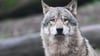 Ein Wolf soll im Kreis Dahme-Spreewald einen Jagdhund getötet haben - der Jagdverband fordert ein rasches Handeln. (Symbolbild)