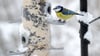 In gut konstruierten Futterhäuschen ist die Nahrung besser vor Vogelkot, Wind und Regen geschützt als in anderen. (Archivbild)