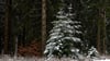 Schnee an Weihnachten gibt es dieses Jahr in Thüringen wohl nur im Bergland. (Symbolbild)