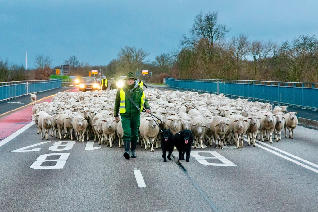 Schäfer Mirko Zabel führt seine Schafherde am frühen Sonntag morgen über die Elbebrücke und die Südstrasse nach Roßlau.