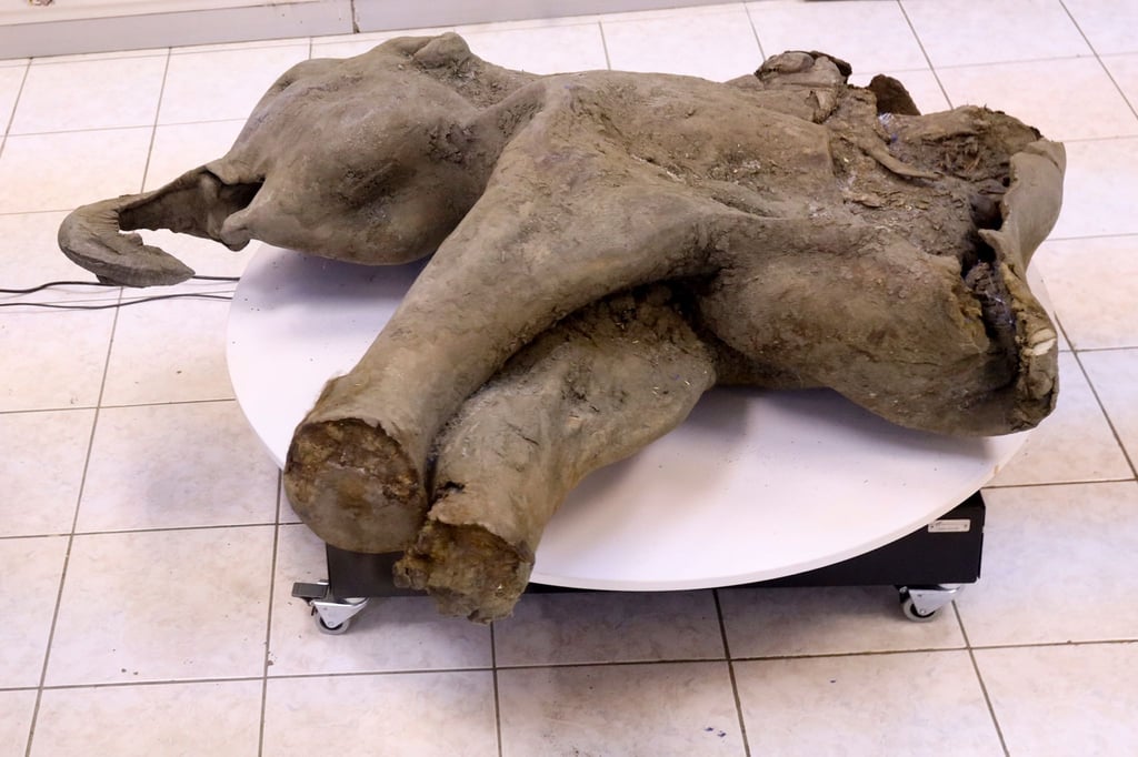 Die Überreste des von Dorfbewohnern in Sibirien entdeckten Mammut-Babys sind nach Forscherangaben außergewöhnlich gut erhalten.