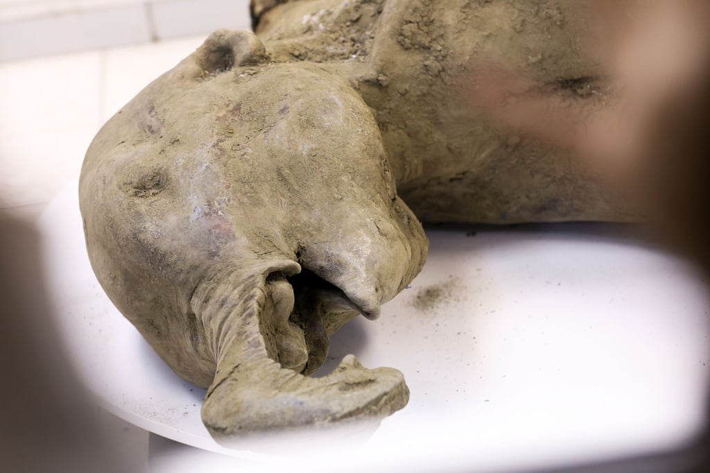 Die Überreste eines Mammut-Babys wurde durch das Schmelzen des Permafrostbodens im russischen Sibirien freigelegt.