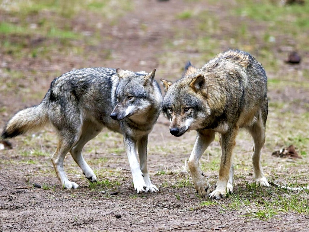 Wölfe haben sich im Jerichower Land in den vergangenen Jahren immer mehr ausgebreitet, so dass die Zahl der Rudel steigt.