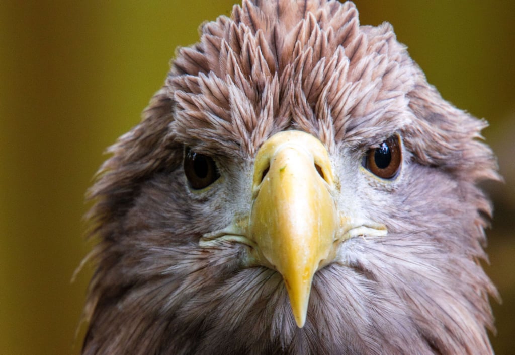 Der größte europäische Greifvogel, der Seeadler, war einst in vielen Ländern Europas ausgerottet. Nun leben in Deutschland wieder mehr als 1.000 Brutpaare. (Archivbild)