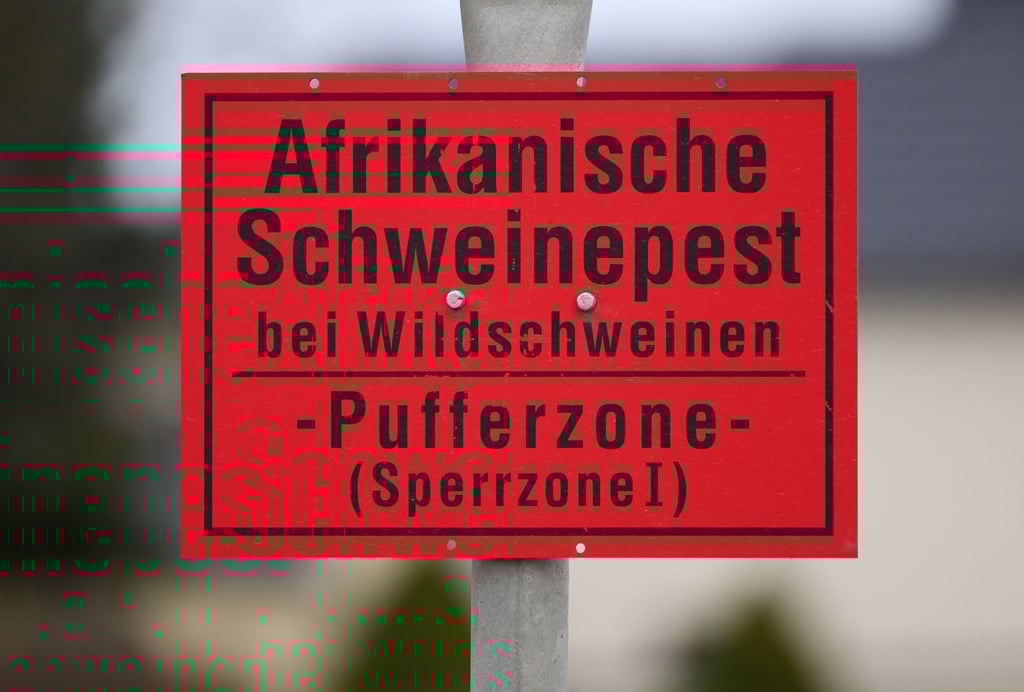 Die Afrikanische Schweinepest konnte in Sachsen durch harte Maßnahmen eingedämmt werden. (Archivbild)