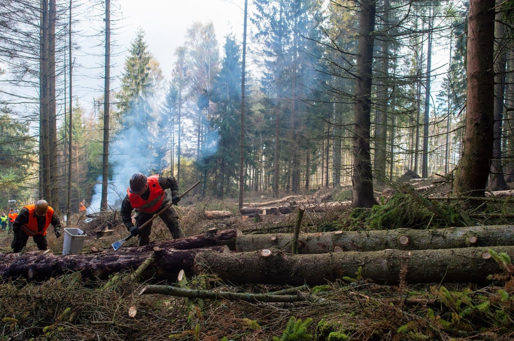 Die Bundeswehr war auch schon zur Bekämpfung des Borkenkäfers im Einsatz. (Archivbild)