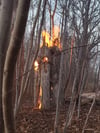 Zwei Kinder haben in Zeitz Gehölz in einem Birkenwäldchen im Bereich Am Eulengrund entzündet. So fand die Feuerwehr den Bereich am Freitag vor. 