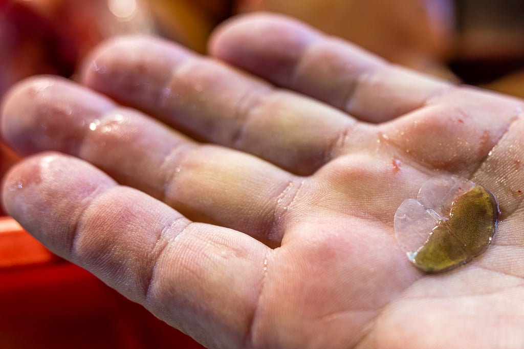 Alter Aberglaube: Eine Schuppe eines Silvester-Karpfens soll Glück und Geldsegen bringen.