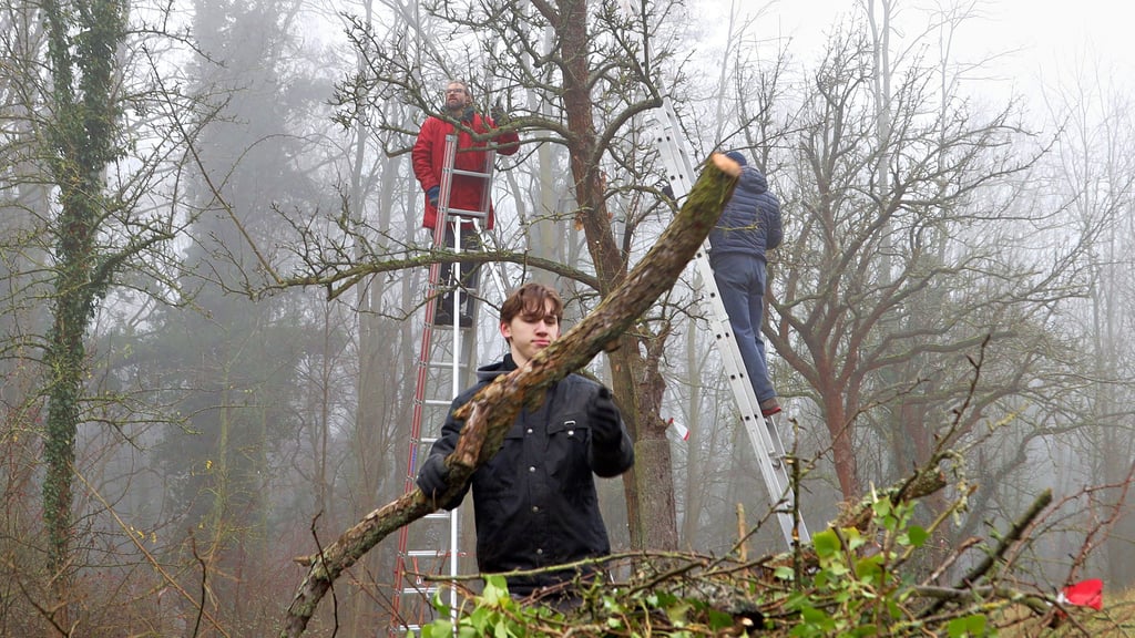 Freiwllige des Naturschutzbundes Barleben nutzen ihre freien Tage, um alten Obstbäumen auf dem Gelände des Flächendenkmals „Laubmischwald-Quellgebiet“ bei Gutenswegen das Leben zu verlängern.