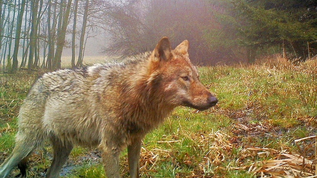 Ein Wolf tappte in der Colbitz-Letzlinger-Heide in eine Fotofalle. In den Altmarkkreisen werden die meisten Nutztiere gerissen.Foto: Gesellschaft zum Schutz der Wölfe