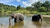 In Thailand leben derzeit mindestens 4000 wilde Elefanten. (Archivbild)